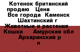 Котенок британский продаю › Цена ­ 3 000 - Все города, Каменск-Шахтинский г. Животные и растения » Кошки   . Амурская обл.,Архаринский р-н